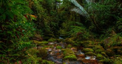 Pitalito apuesta al Turismo Rural